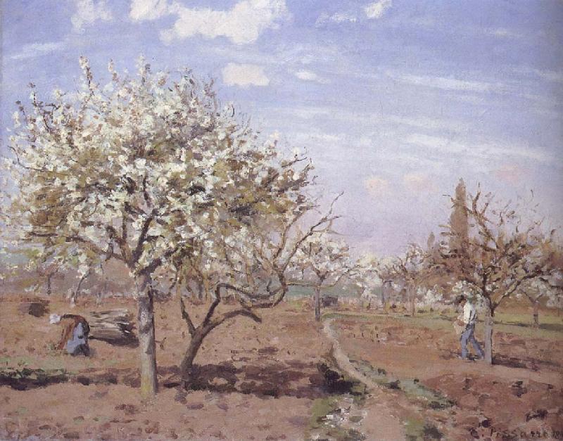 Camille Pissarro Flowering frukttradgard Louveciennes France oil painting art